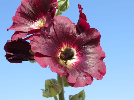 Hollyhock - Alcea rosea - Nigra -