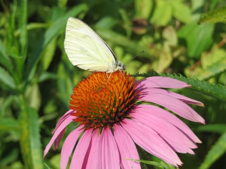 Purple coneflower - Echinacea purpurea