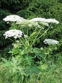 Hercules plant - Heracleum mantegazzianum
