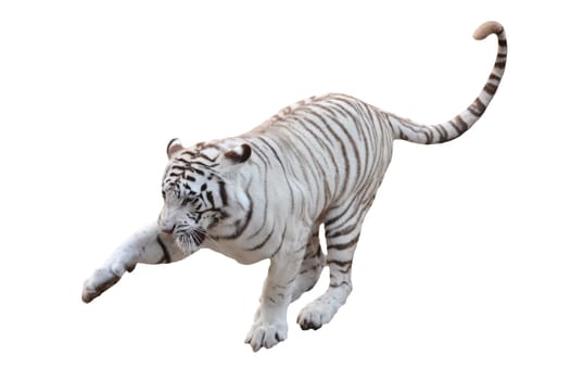 white bengal tiger isolated on white background