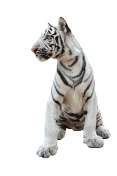 white bengal tiger isolated on white background