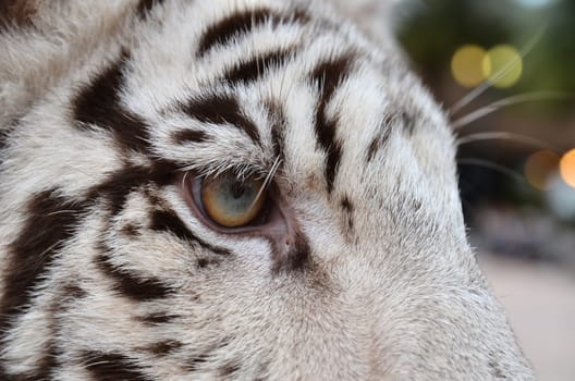 close up of white bengal tiger eye
