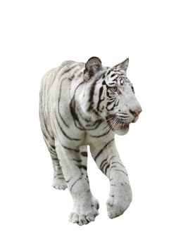 white bengal tiger isolated on white background