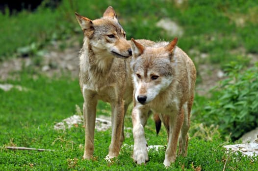 Young wolves