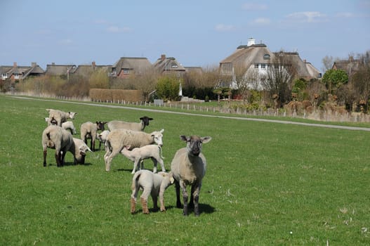 Sheep on the dike