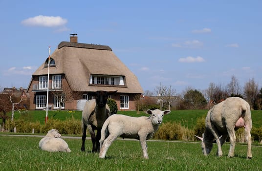 Sheep and thatched cottage