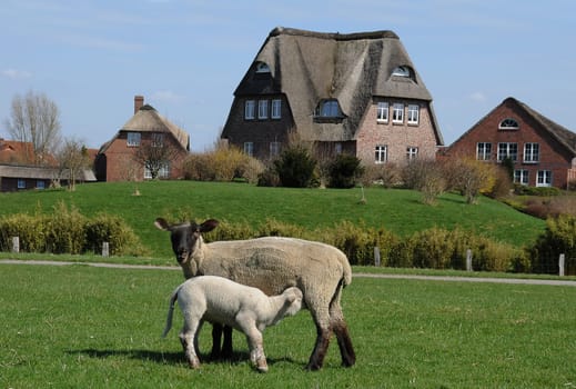 Sheep and thatched cottage