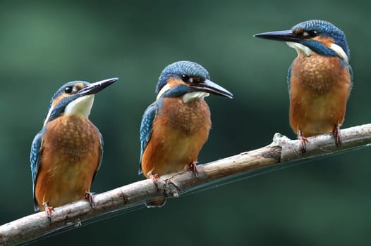 Kingfisher (Alcedo atthis)