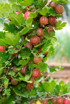 Ripe red gooseberries bush close up shoot