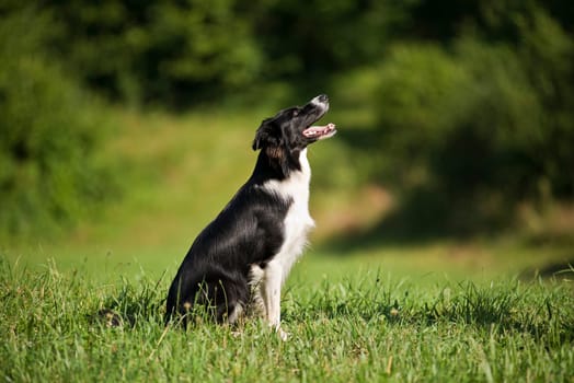 Young border collie sitting on grass close up
