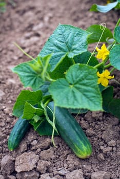 Ripe cucumber on the ground close up shoot