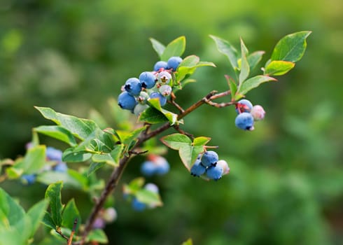 Fresh ripe blueberries outdoor close up shoot