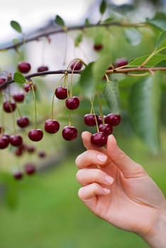 Woman picking ripe cherries close up shoot