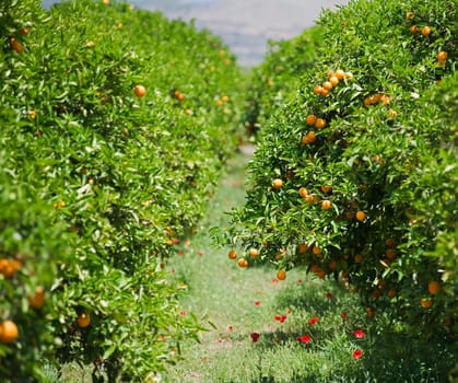 Orange trees with fruits on plantation - greece