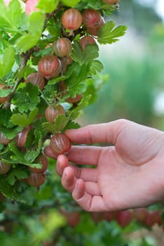 Woman picking fresh gooseberries on the garden close up