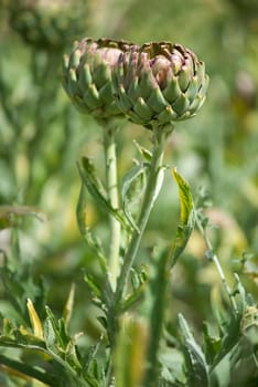 Ripe artichokes in a greece field close up