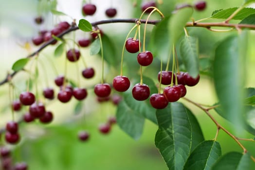 Cherries hanging on a cherry tree branch