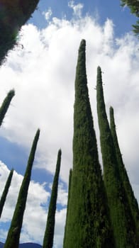 Mediterranean cypresses,Trautmannsdorf