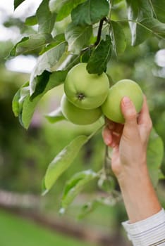 Woman picking fresh green apples close up