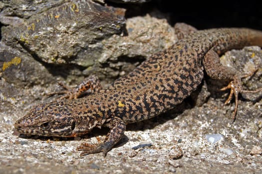 Lizard