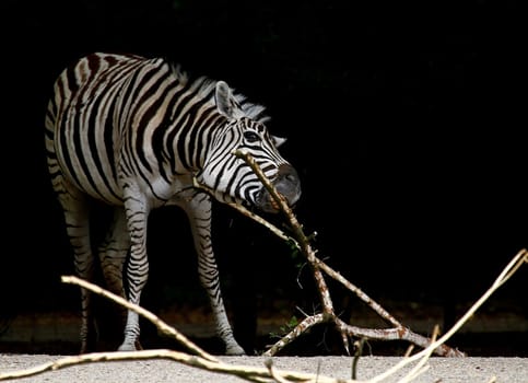 Zebra