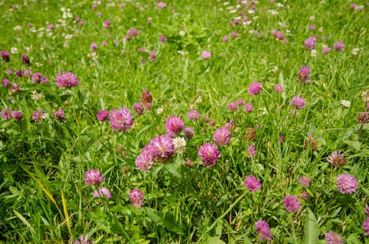 Flowering clover (Trifolium pratense) in a meadow