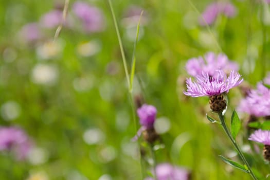 Purple flower of a meadow flake flower (Centaurea jacea)