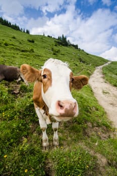 Beef on a meadow in Tyrol with clouds and blue sky