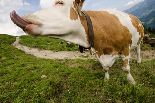 Cow in a meadow does squint and stick out its tongue