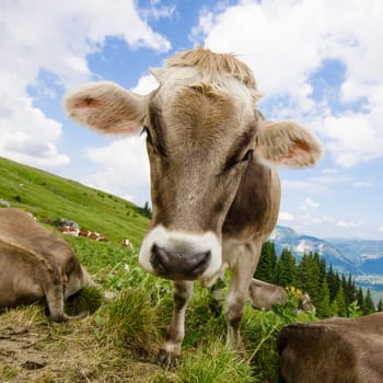 Brown cow on a meadow in the mountains of Tyrol