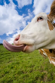 Cow on meadow in front of blue light with clouds sticks out funny tongue