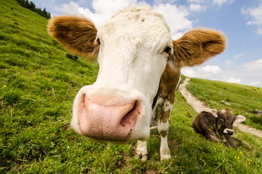 Curious cow on an alpine pasture in the Allgäu