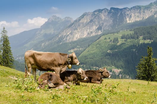 Livestock farming with cows on a pasture in the mountains of Tyrol