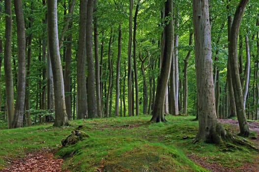 Buchenwald Rügen / beech forest Rugia Germany