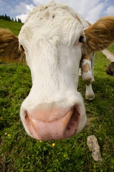 Portrait of a cow in a meadow with blue sky and clouds