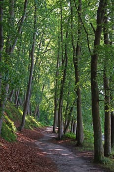 Buchenwald Rügen / beech forest Rugia Germany
