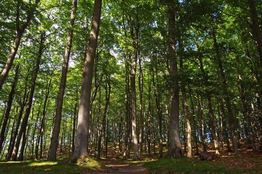 Buchenwald Rügen / beech forest Rugia Germany
