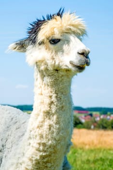 Alpaca looks curious