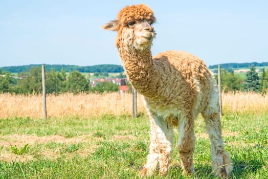Alpaca looks curious