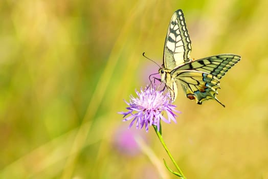 Swallowtail,Papilio machaon