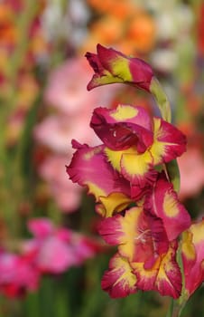 Gladiolus
