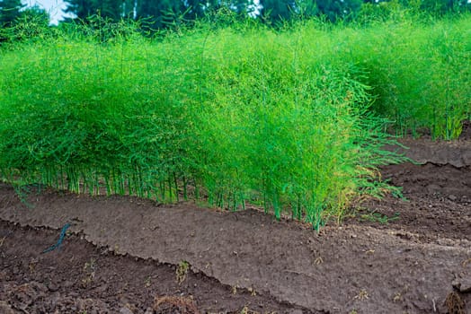 Asparagus field after harvest