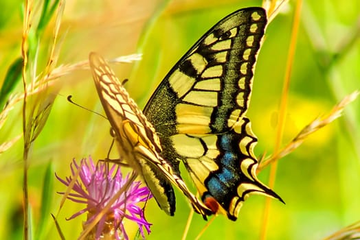 Swallowtail,Papilio machaon