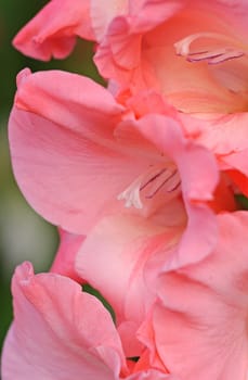 Gladiolus