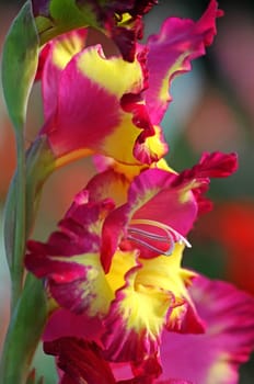 Gladiolus