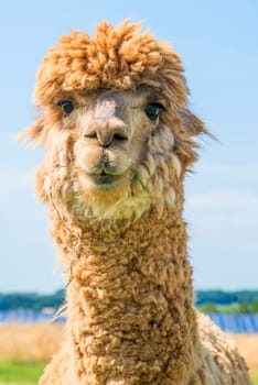 Alpaca looks curious