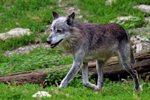 Young Wolf