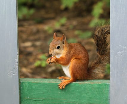 Squirrel sitting with nuts