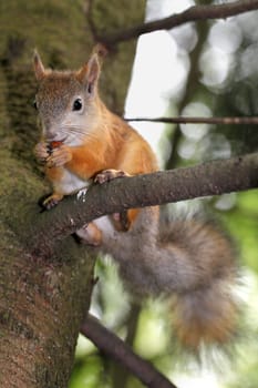 Squirrel on a tree