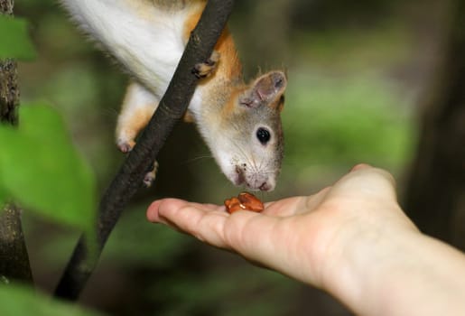 Squirrel eating a nut with two hands